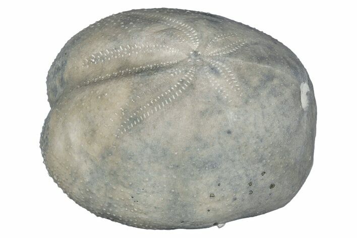 Cretaceous Echinoid (Heteraster) Fossil - Texas #287307